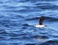 Marbled Murrelet